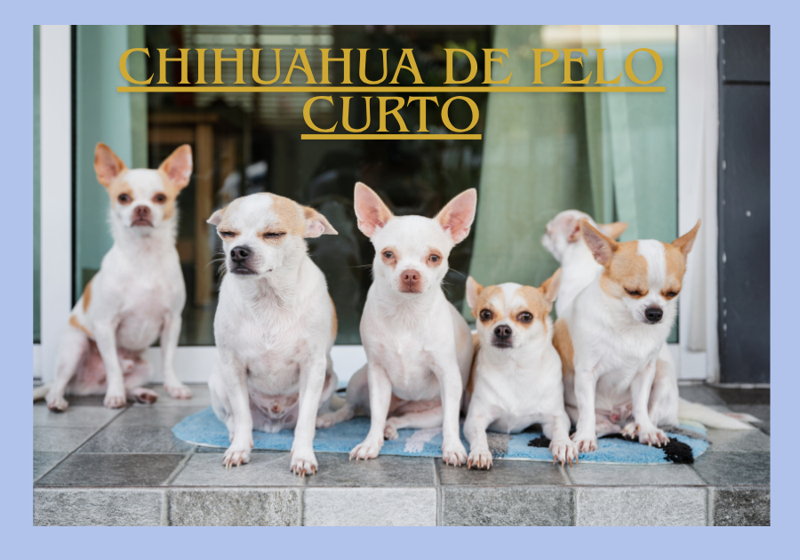 Chihuahua de pelo curto