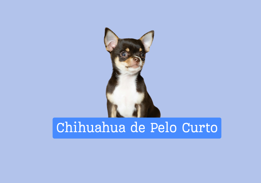 Chihuahua de pelo curto