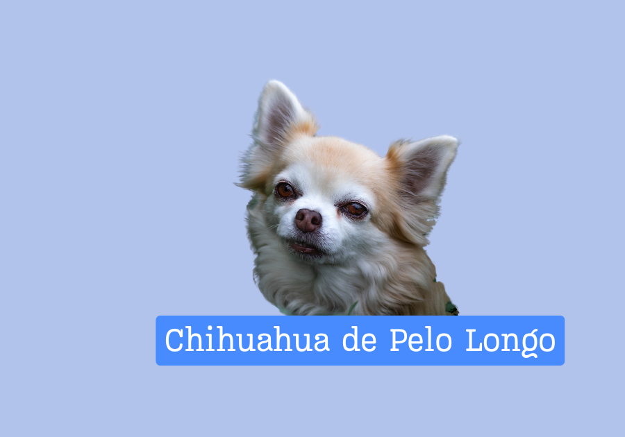 Chihuahua de Pelo Longo