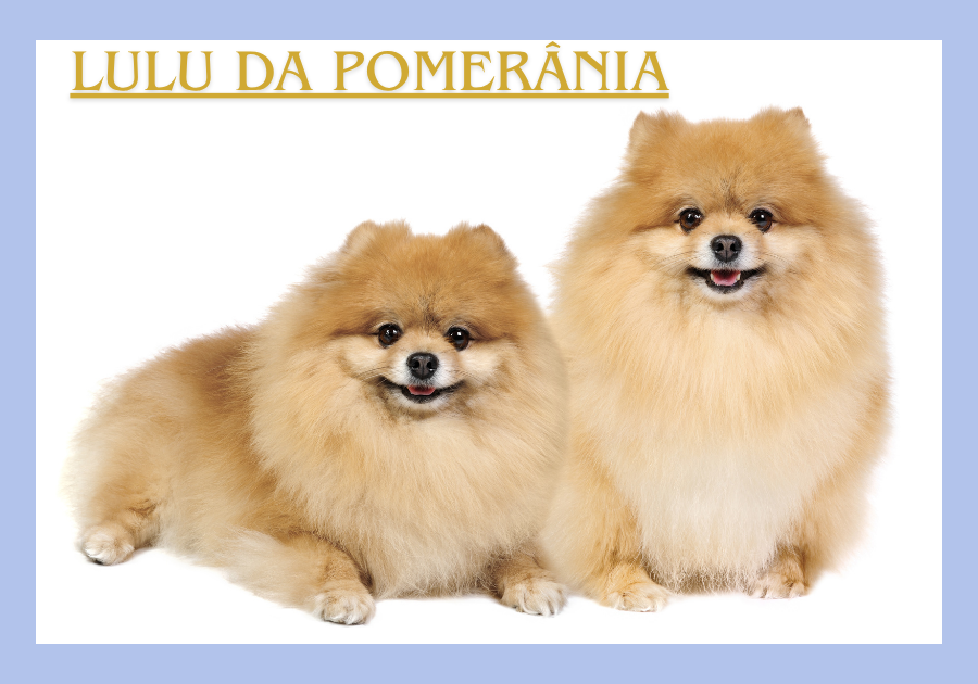 Lulu da Pomerânia