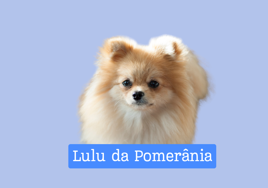 Lulu da Pomerânia