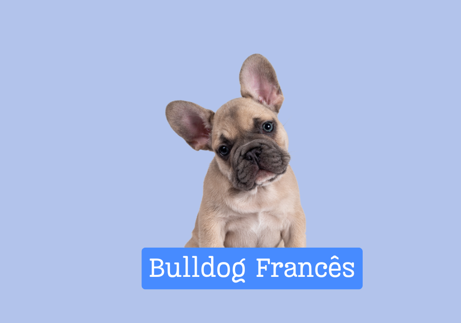 Bulldog Francês