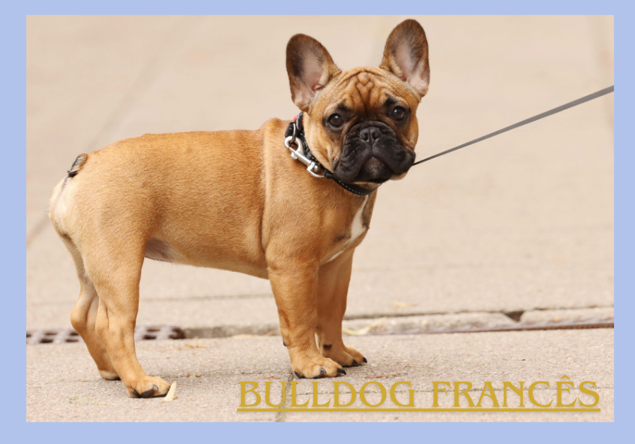 Bulldog Francês