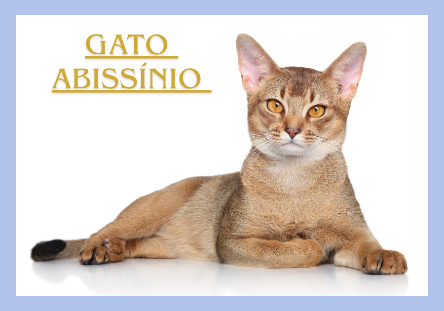 Gato Abissínio 