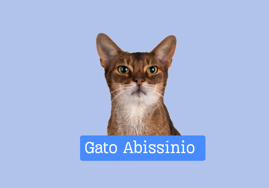 Gato Abissínio