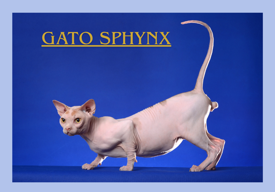 Gato Sphynx