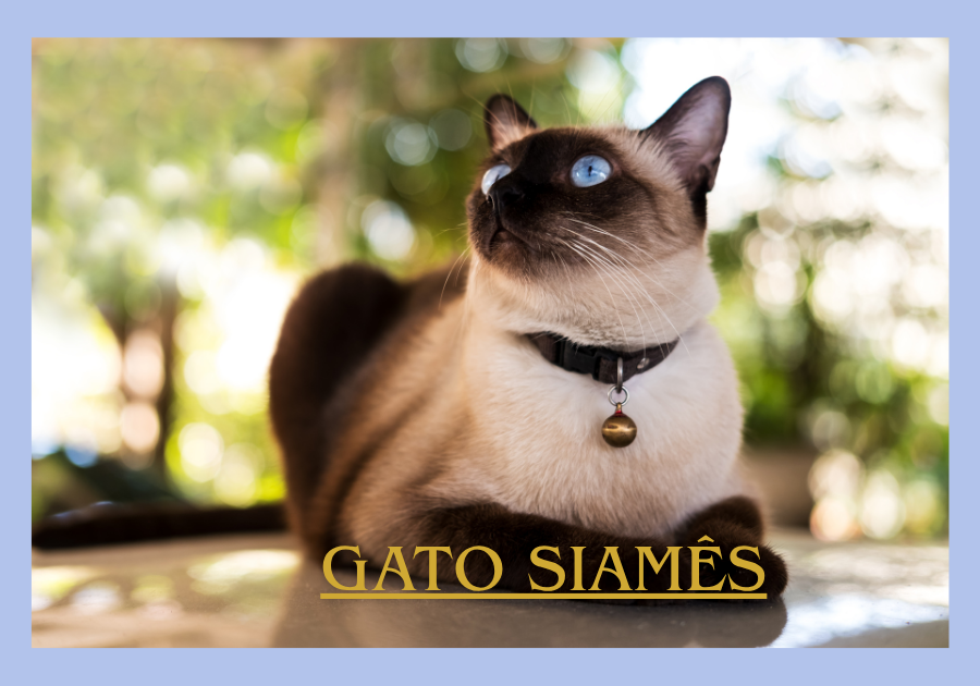 Gato Siamês
