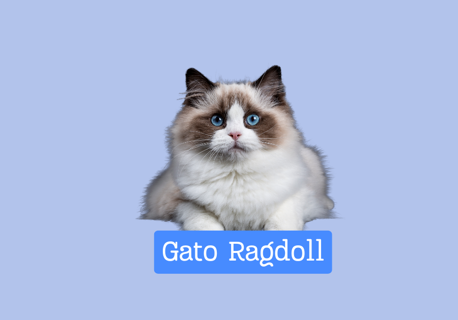 Gato Ragdoll