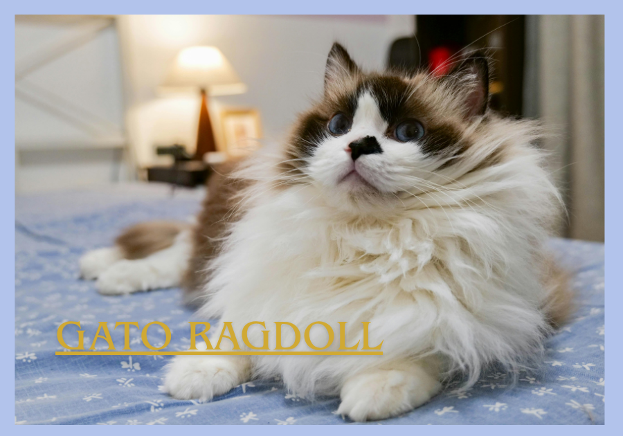 Gato Ragdoll