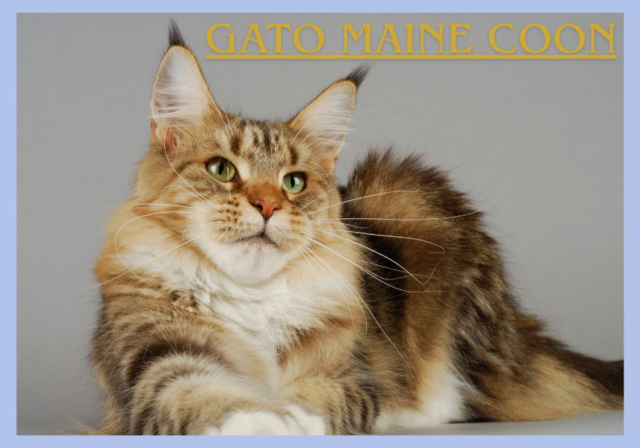 Gato Maine Coon