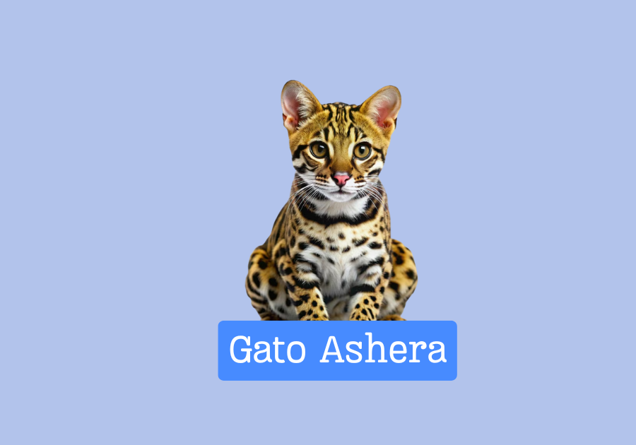 Gato Ashera