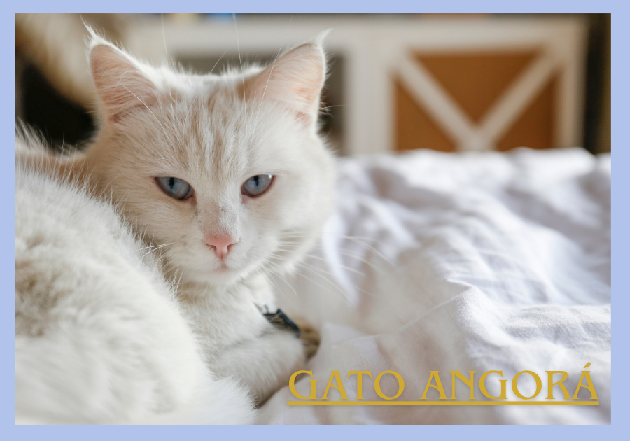 Gato Angorá