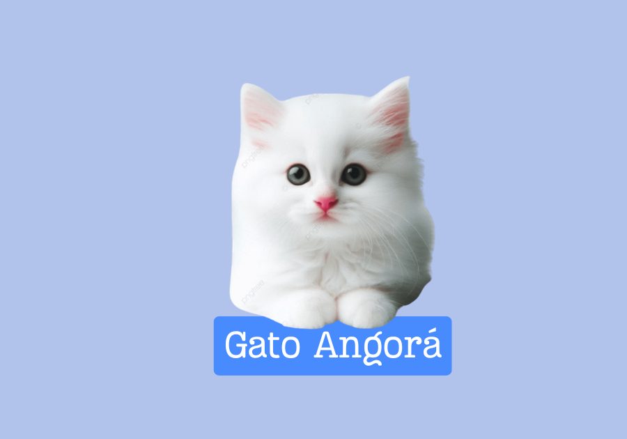 Gato Angorá