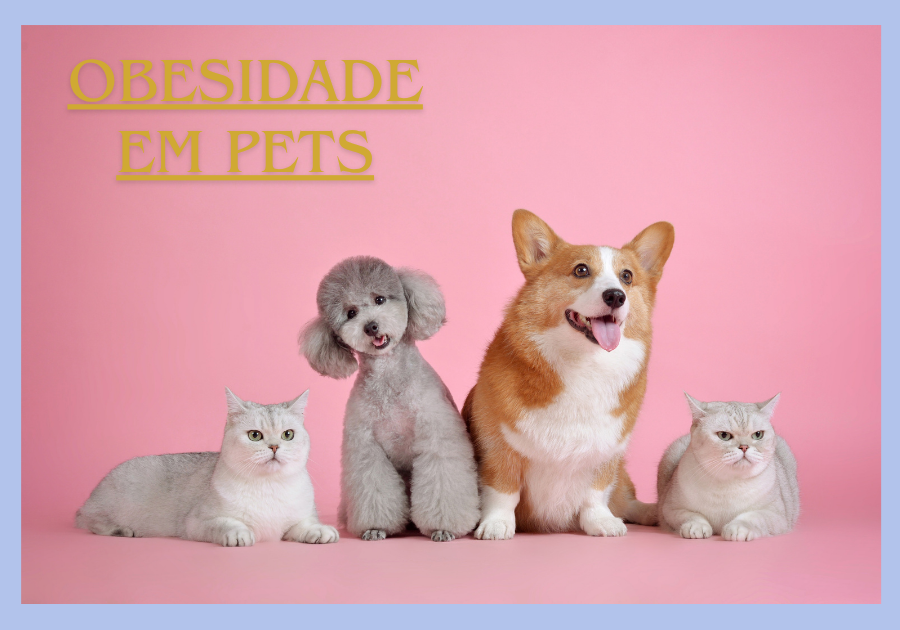 obesidade em cães