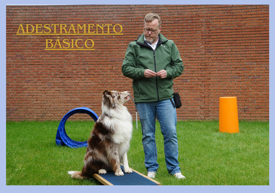 Adestramento básico