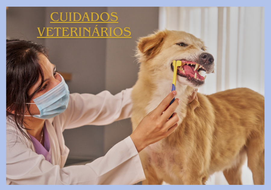 Cuidados veterinários