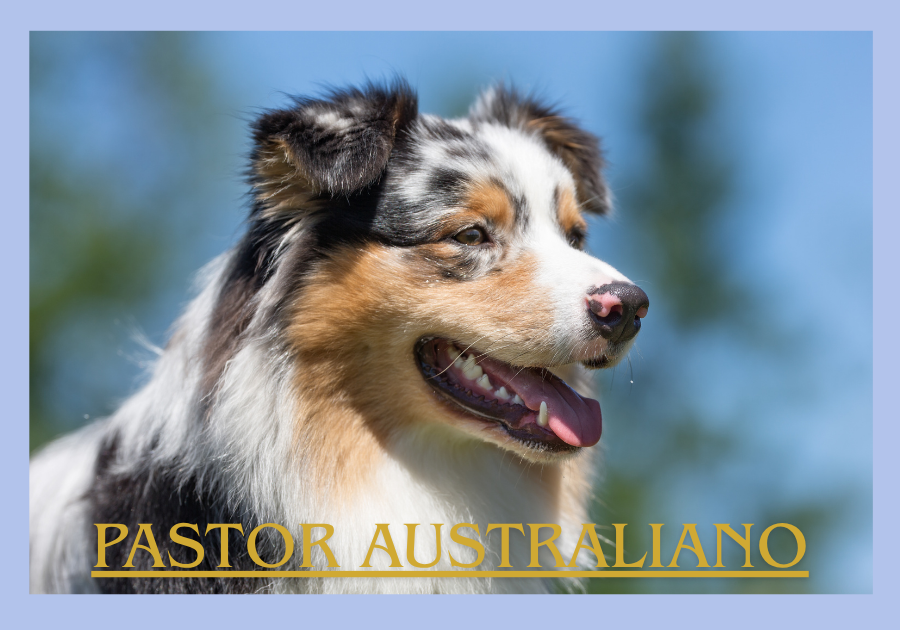 Pastor Australiano