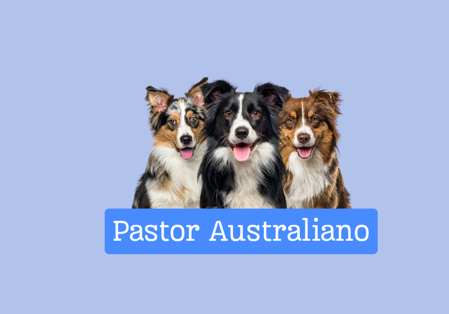Pastor Australiano