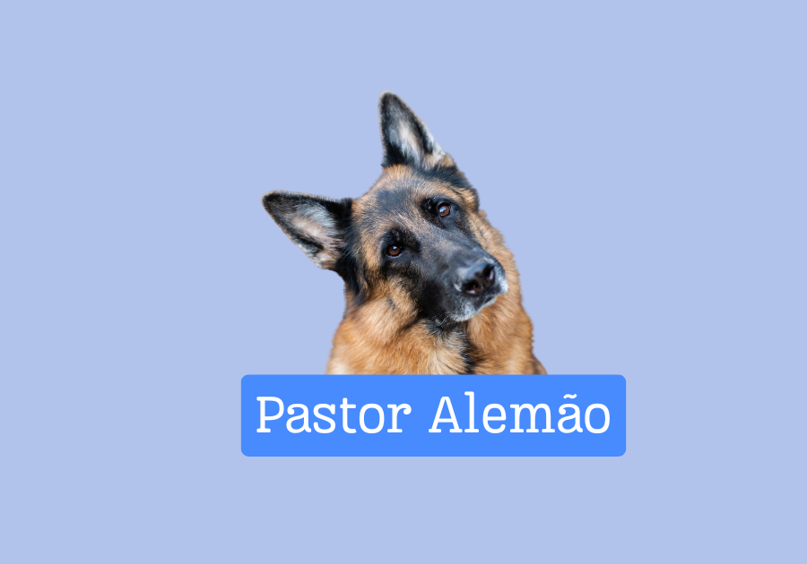 Pastor Alemão