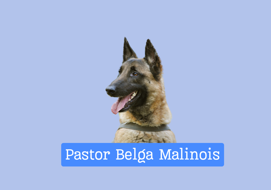 Pastor Belga Malinois