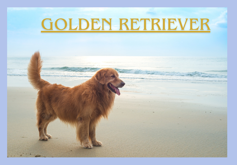 Golden Retriever