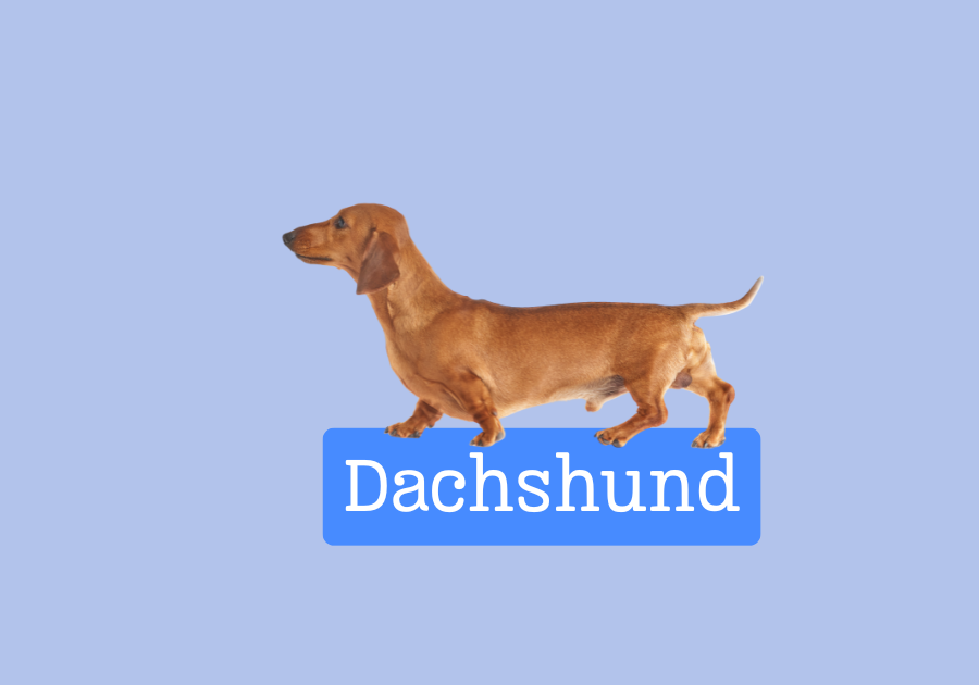 dachshund