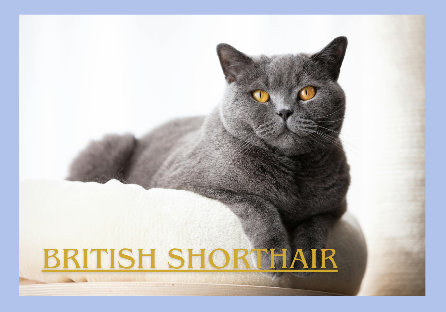 British Shorthair