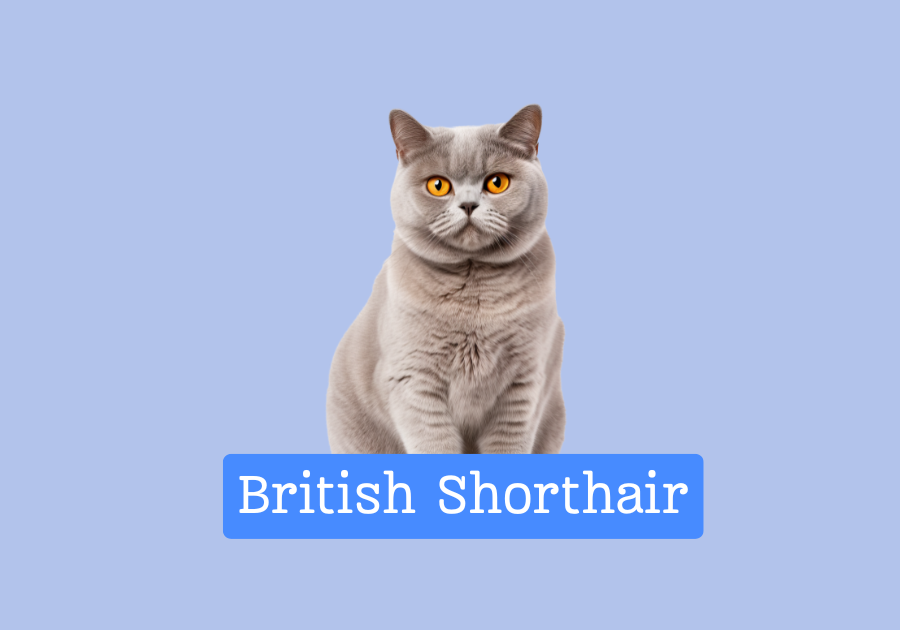 British Shorthair