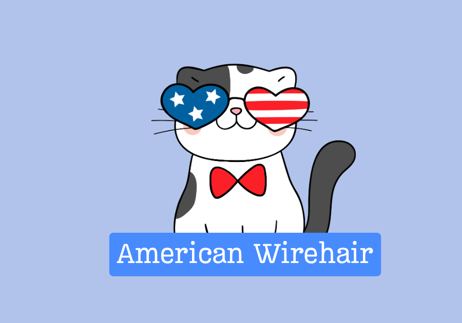 American Wirehair