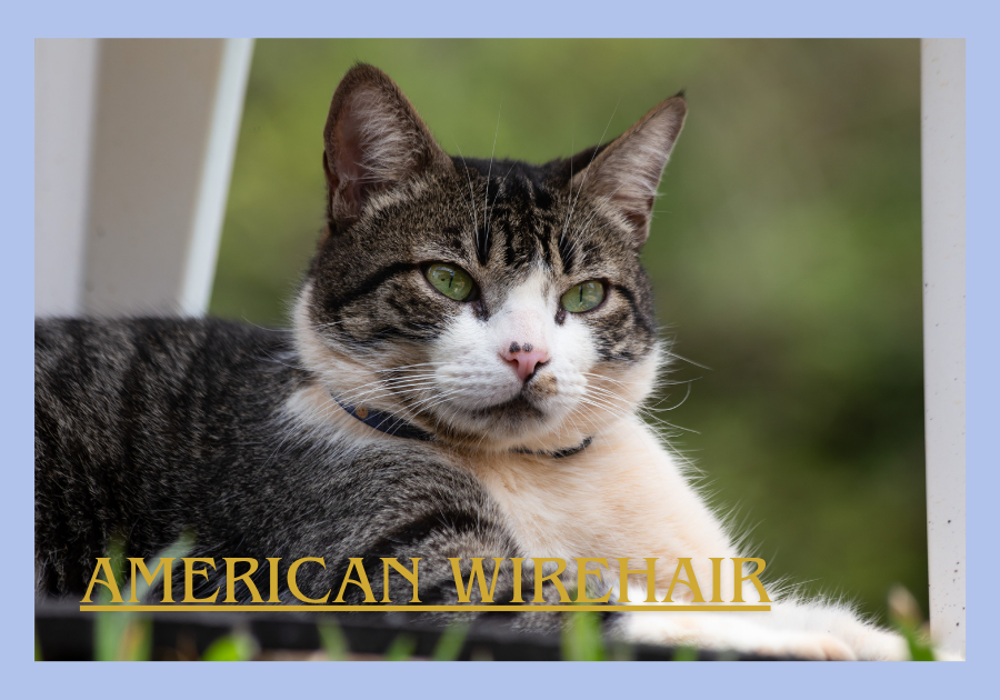 American Wirehair 