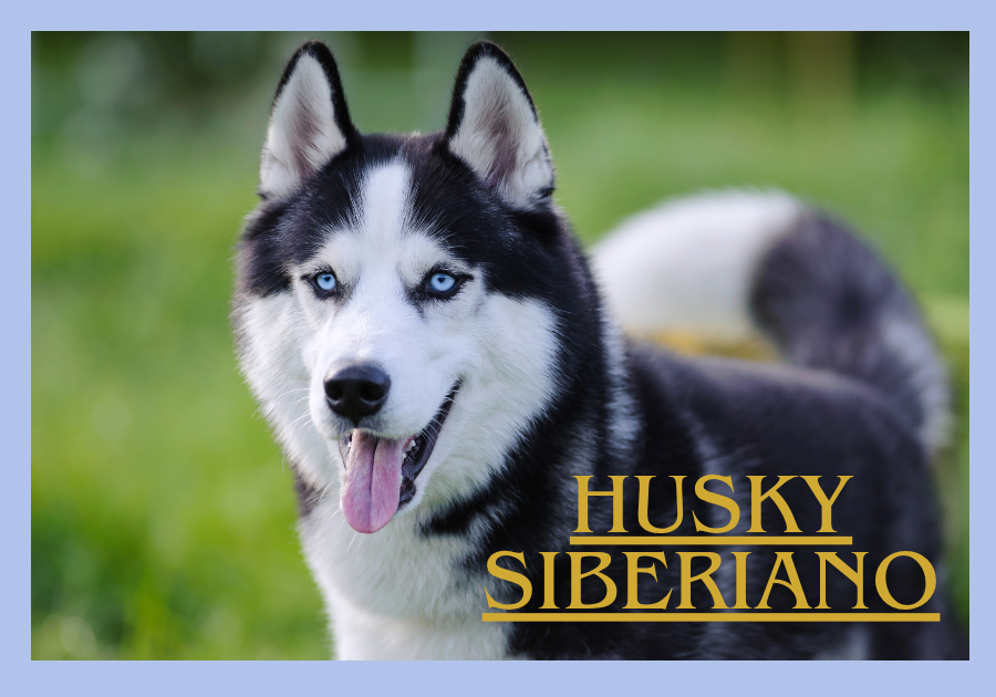 Husky Siberiano