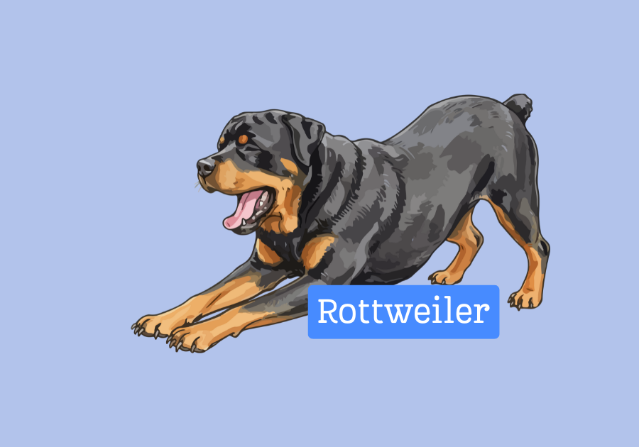 Rottweiler