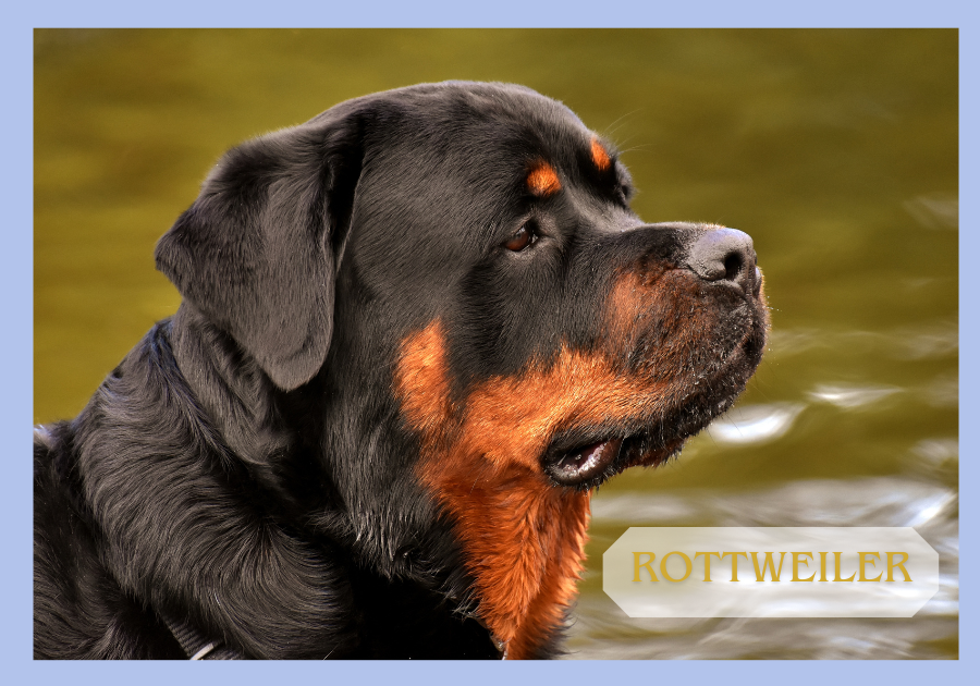 Rottweiler