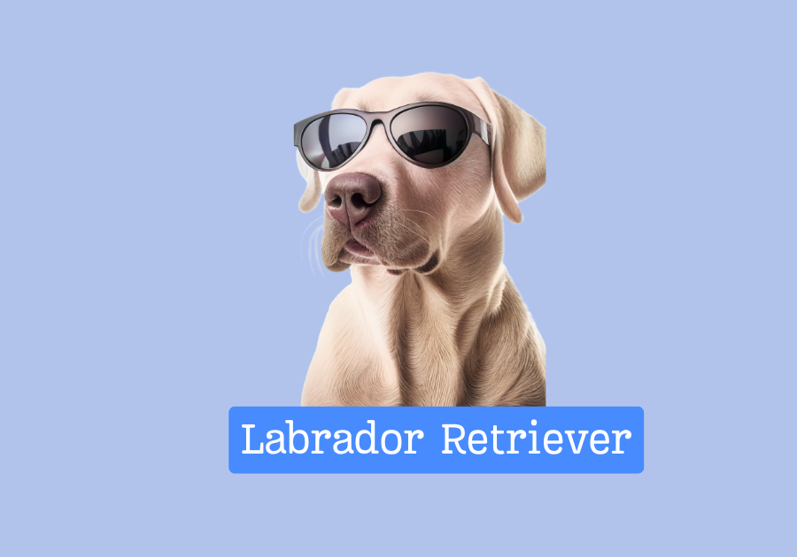 Labrador Retriever