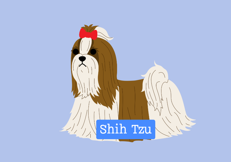 Shih Tzu