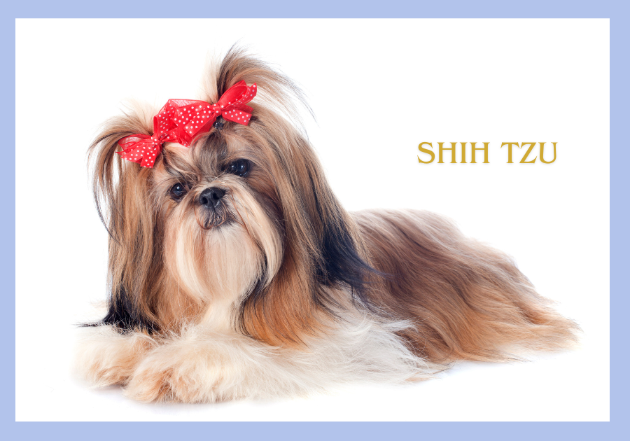Shih Tzu