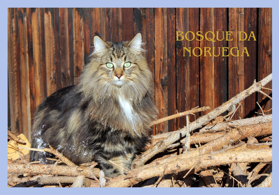Gato Bosque da Noruega