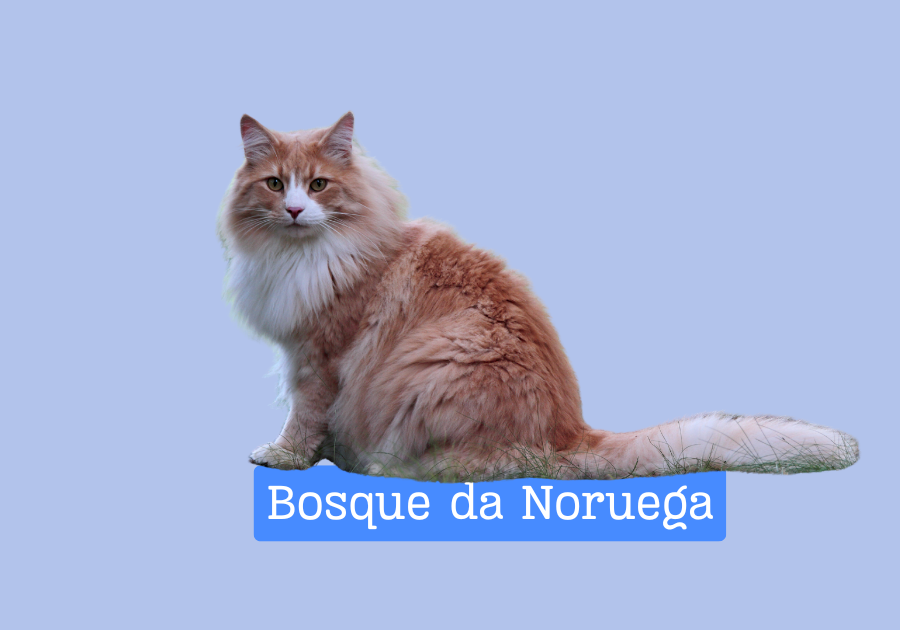 Gato Bosque da Noruega