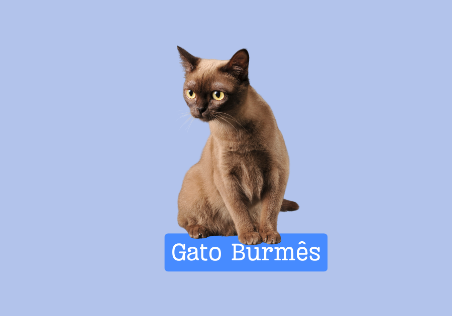 Gato Burmês