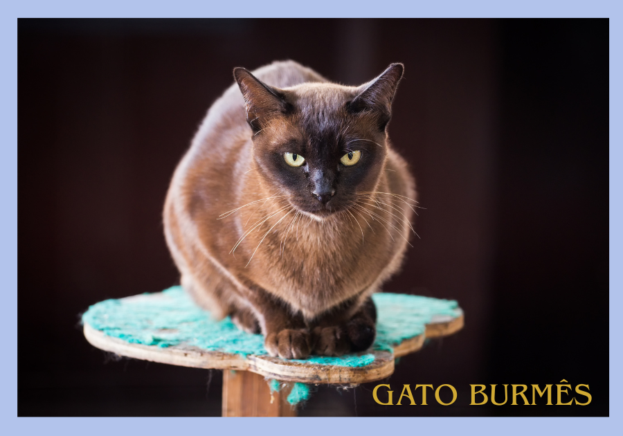 Gato Burmês