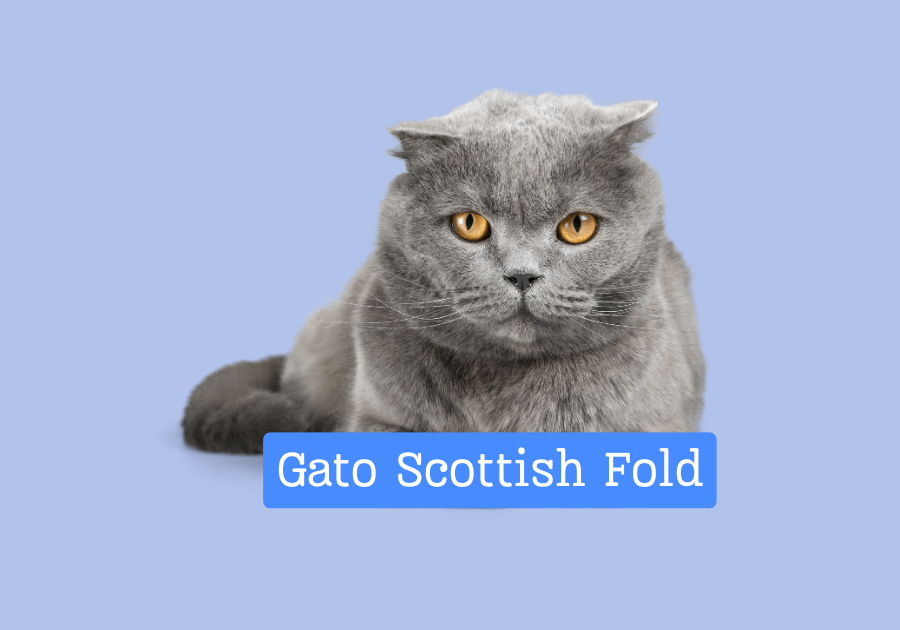 Gato Scottish Fold