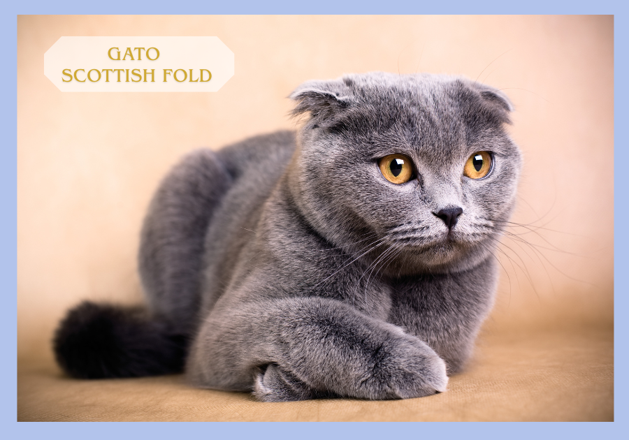 Gato Scottish Fold