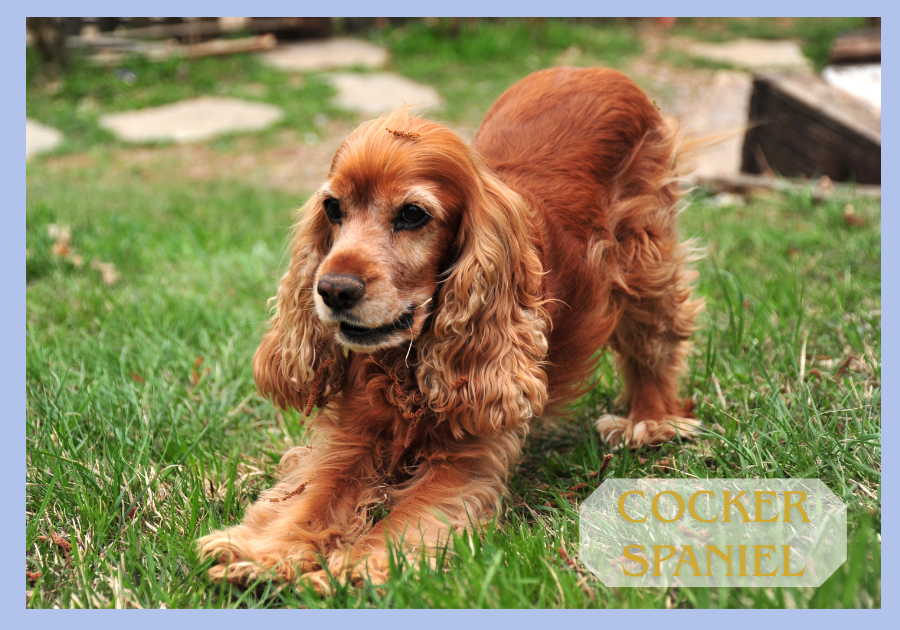 Cocker Spaniel