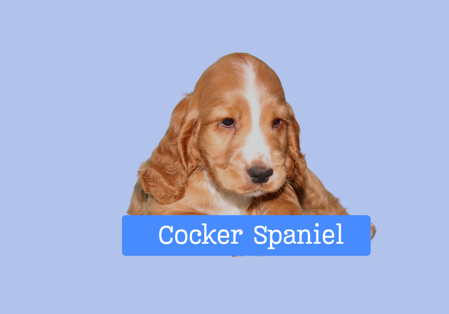 Cocker Spaniel