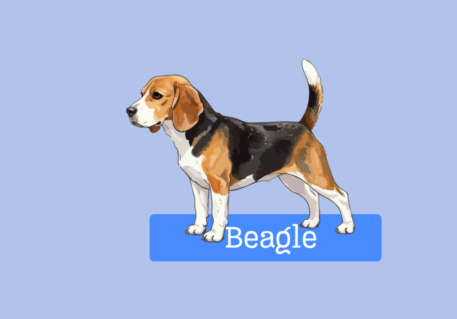Beagle