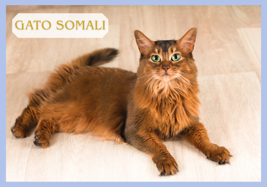 Gato Somali