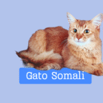 Gato Somali