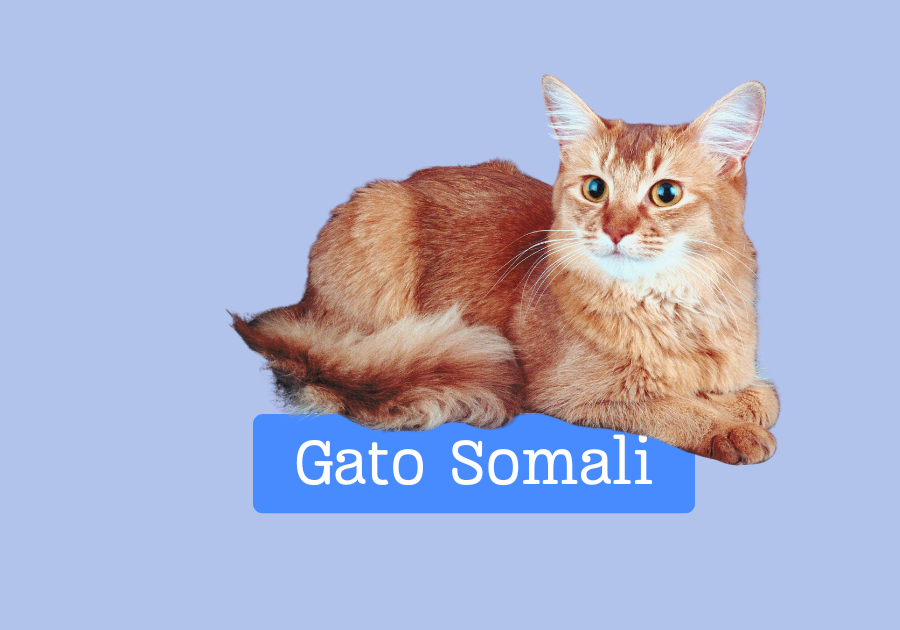 Gato Somali