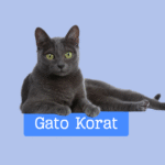 Gato Korat