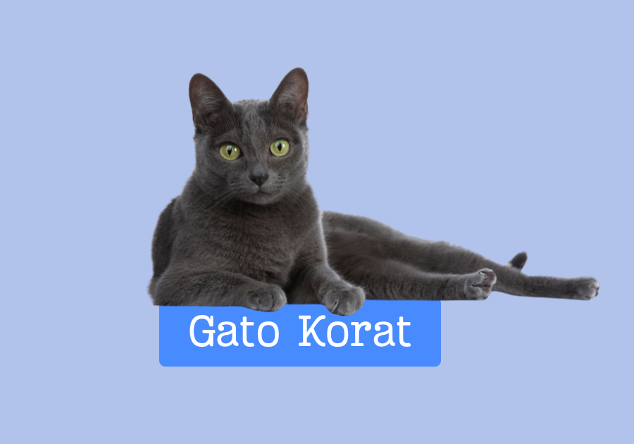 Gato Korat
